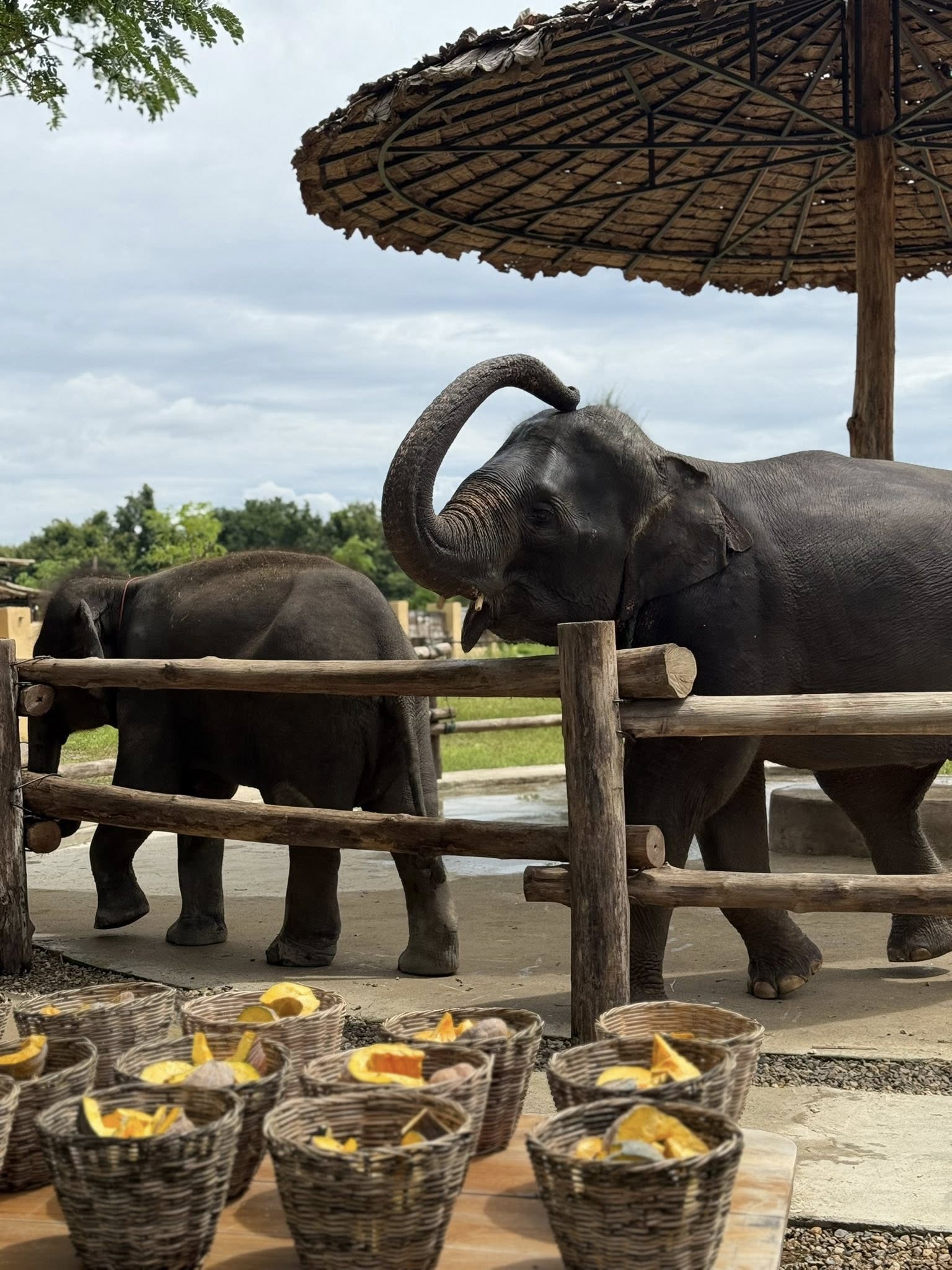 Pang Dee Dee For the Good Times with elephants in Chiangmai | ปาง ดี ดี เชียงใหม่