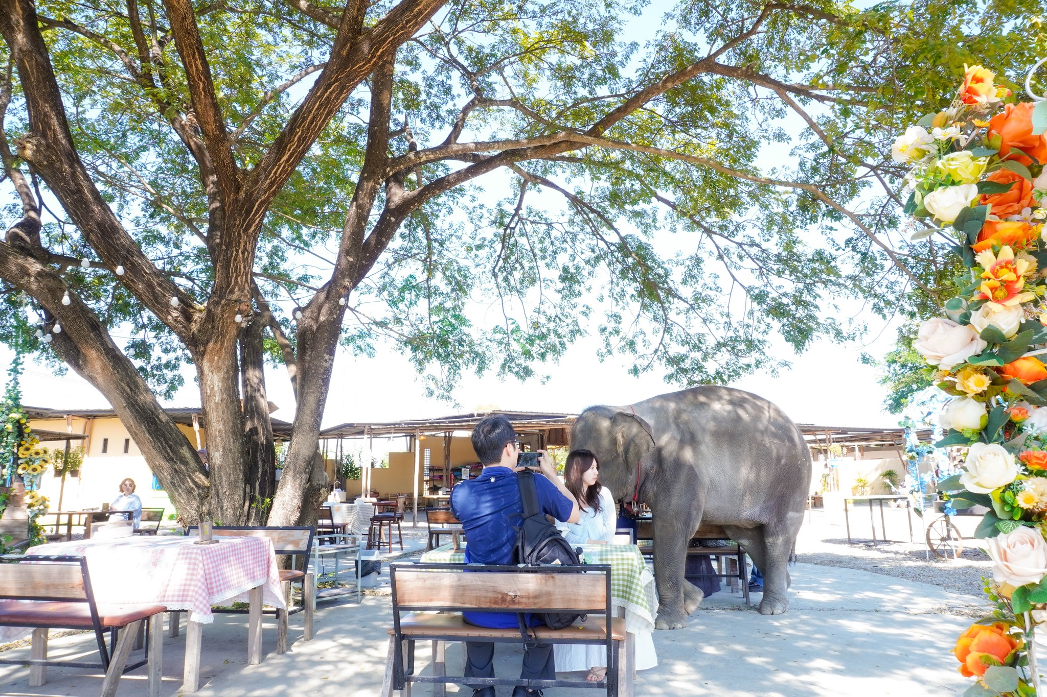 Pang Dee Dee For the Good Times with elephants in Chiangmai | ปาง ดี ดี เชียงใหม่