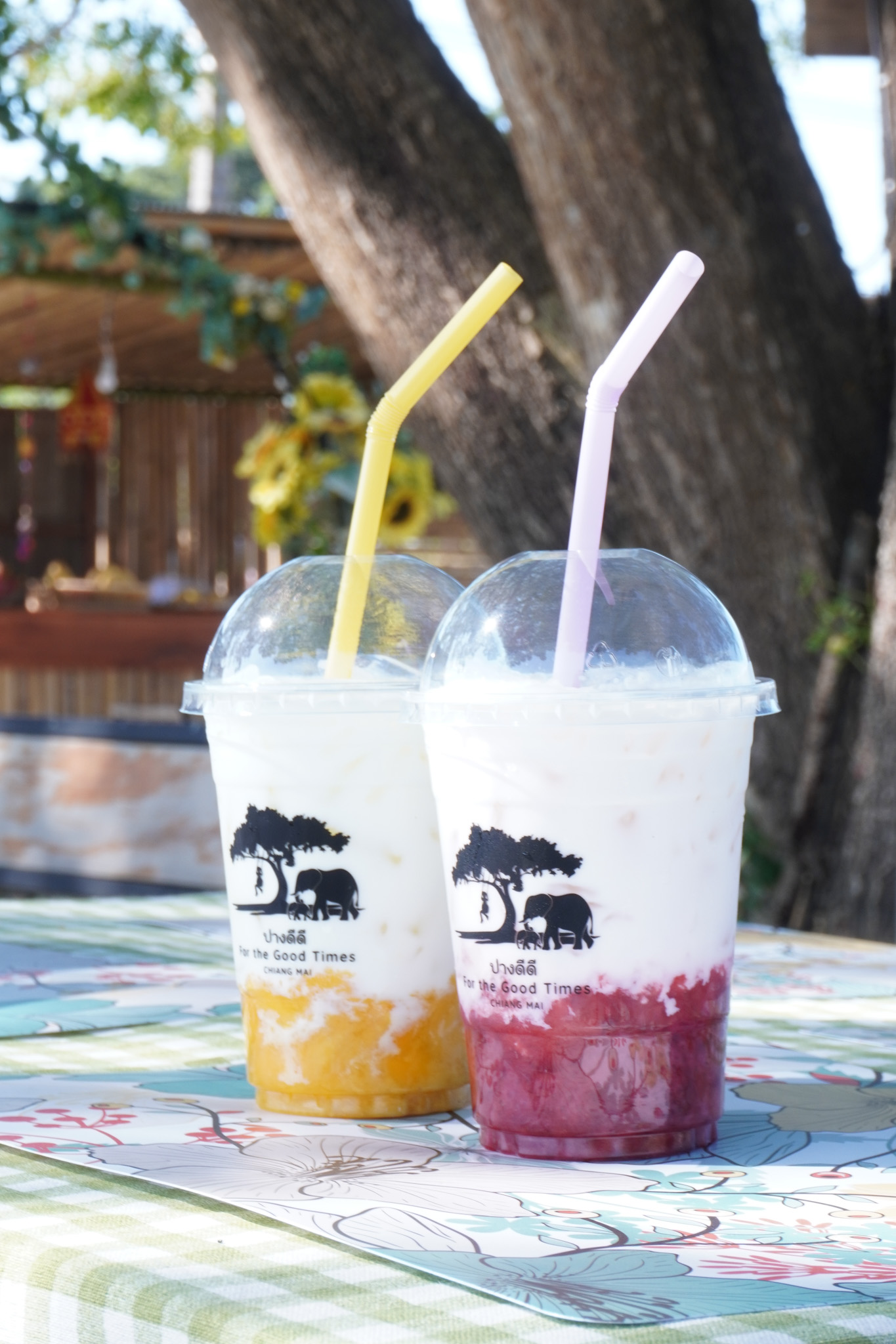 Pang Dee Dee For the Good Times with elephants in Chiangmai | ปาง ดี ดี เชียงใหม่