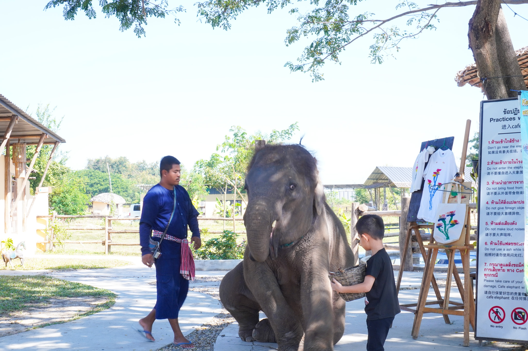 Pang Dee Dee For the Good Times with elephants in Chiangmai | ปาง ดี ดี เชียงใหม่