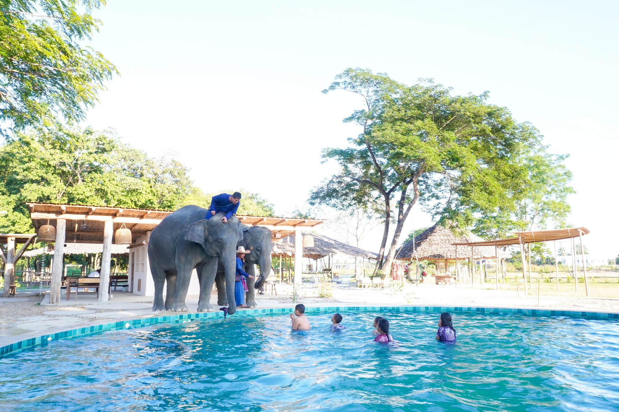Pang Dee Dee For the Good Times with elephants in Chiangmai | ปาง ดี ดี เชียงใหม่
