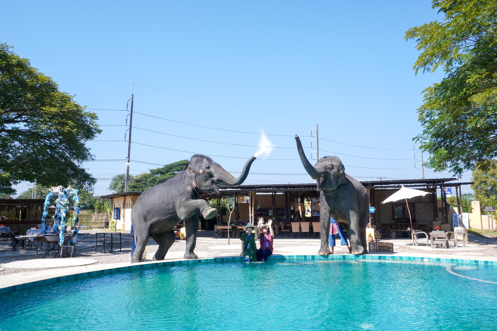 Pang Dee Dee For the Good Times with elephants in Chiangmai | ปาง ดี ดี เชียงใหม่