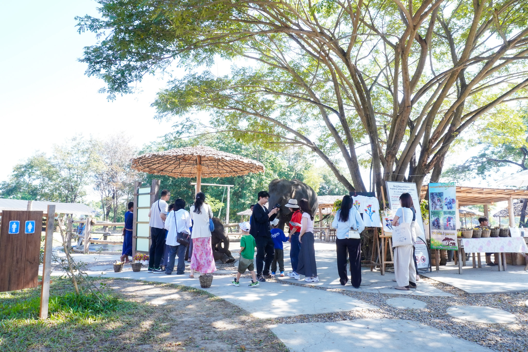 Pang Dee Dee For the Good Times with elephants in Chiangmai | ปาง ดี ดี เชียงใหม่