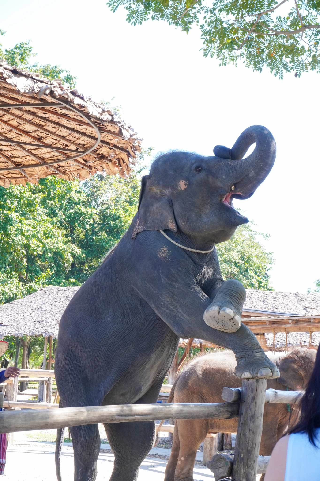 Pang Dee Dee For the Good Times with elephants in Chiangmai | ปาง ดี ดี เชียงใหม่