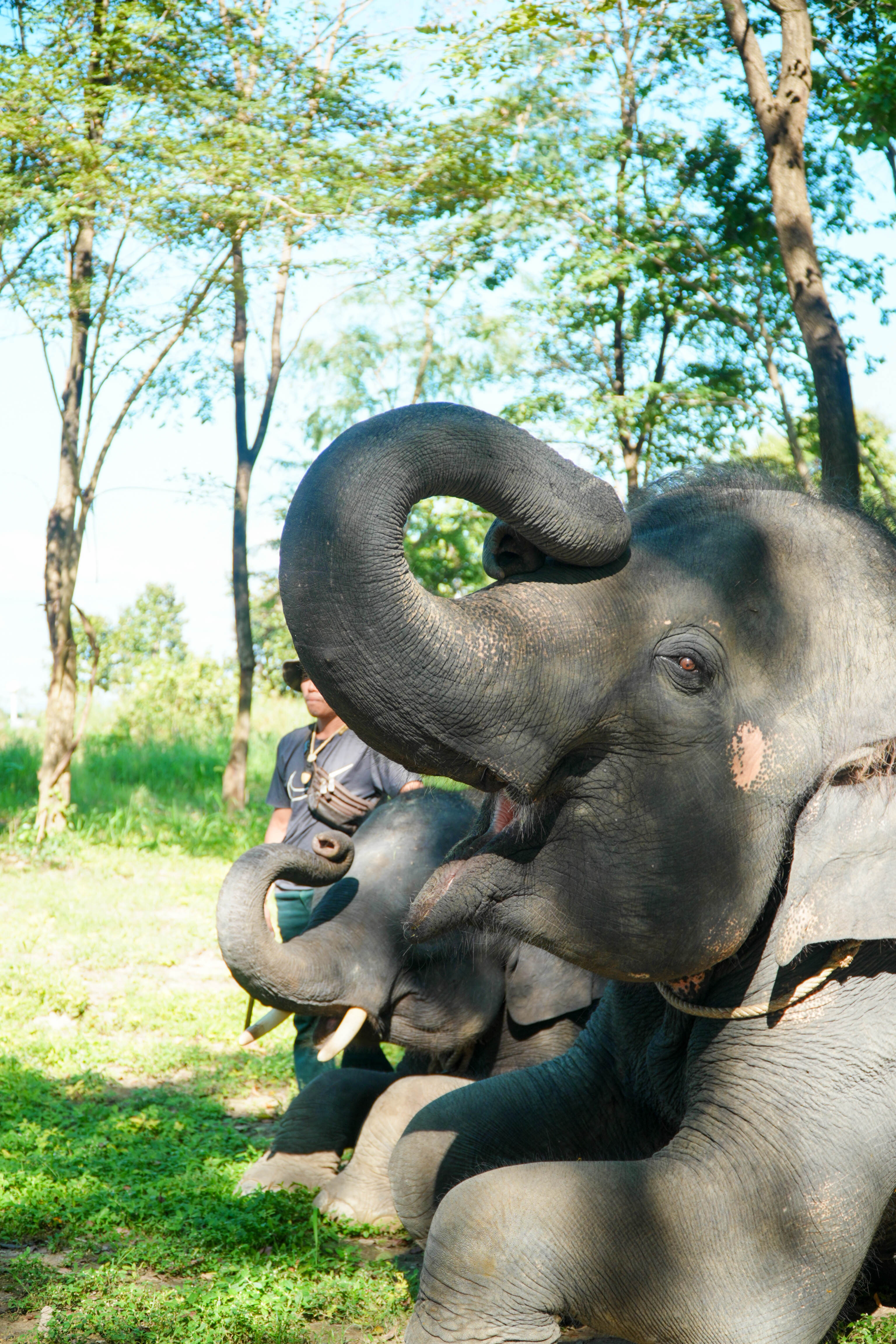 Pang Dee Dee For the Good Times with elephants in Chiangmai | ปาง ดี ดี เชียงใหม่