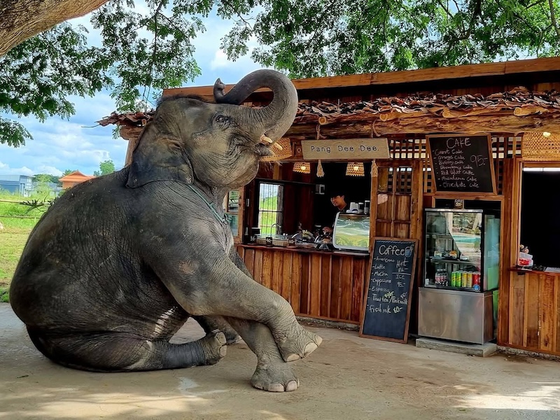 Pang Dee Dee For the Good Times with elephants in Chiangmai | ปาง ดี ดี เชียงใหม่