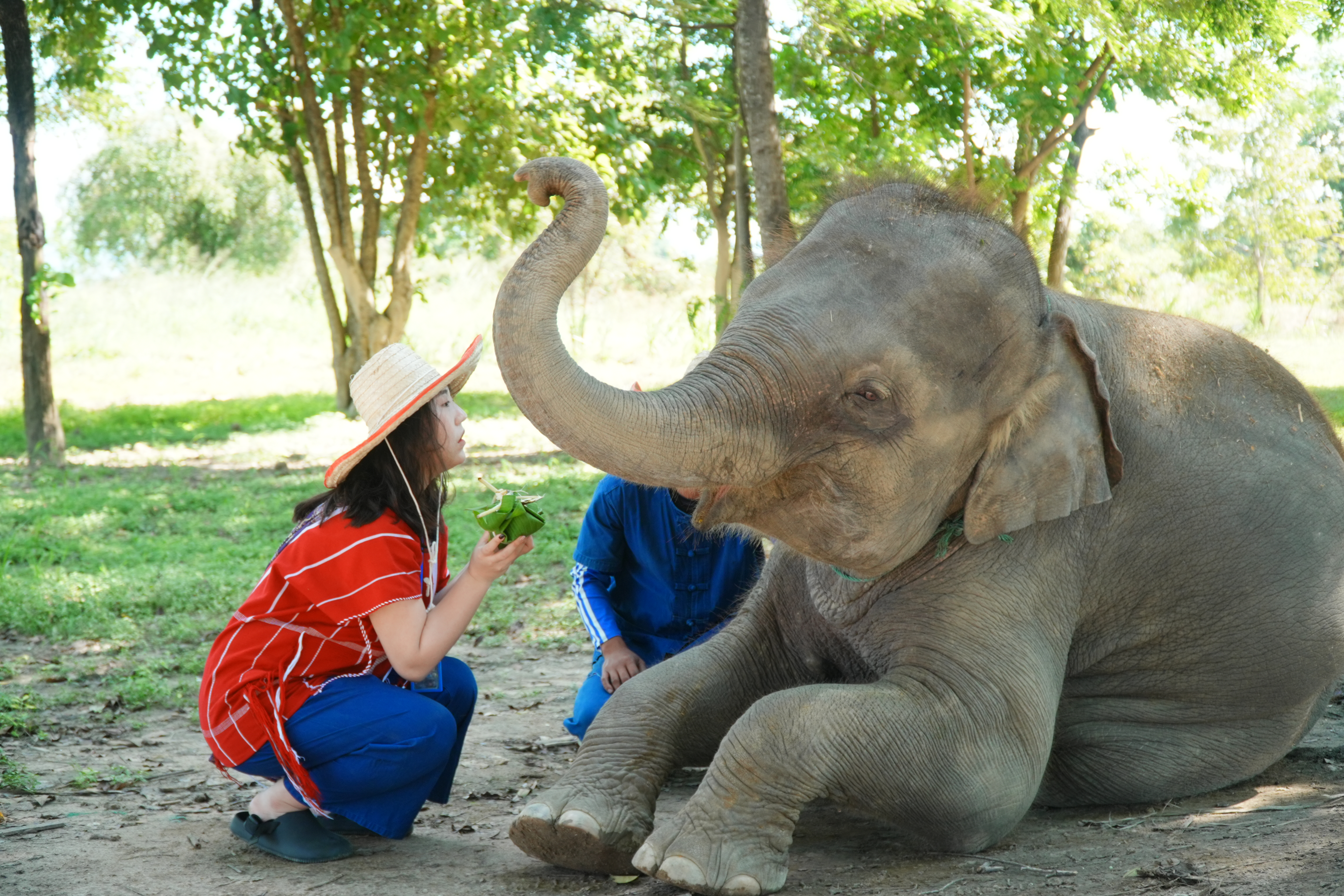 Pang Dee Dee For the Good Times with elephants in Chiangmai | ปาง ดี ดี เชียงใหม่